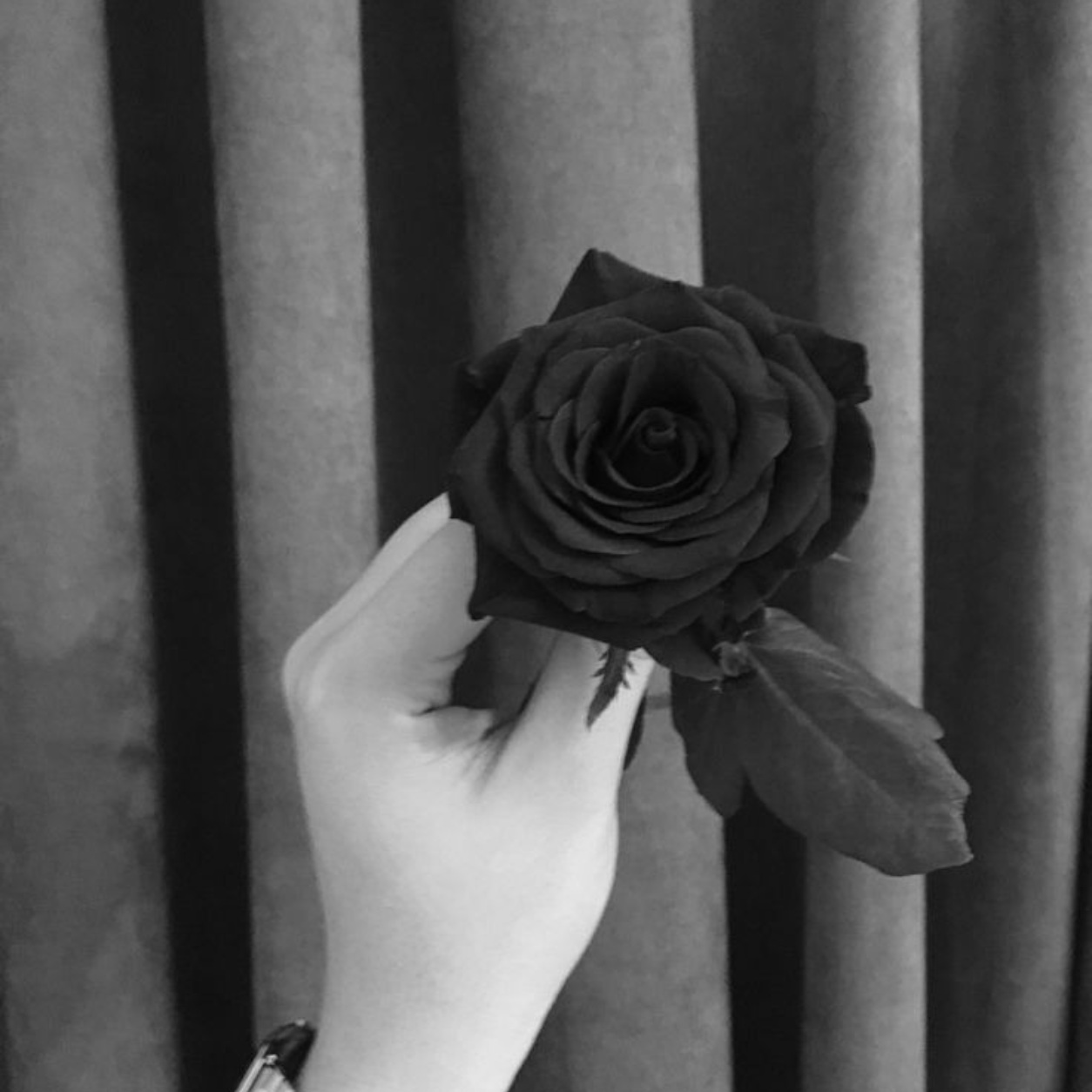 Midnight Noir preserved black rose stem