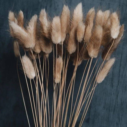 Imported bunny tails-set of 30 stems - https://artecasa.in/