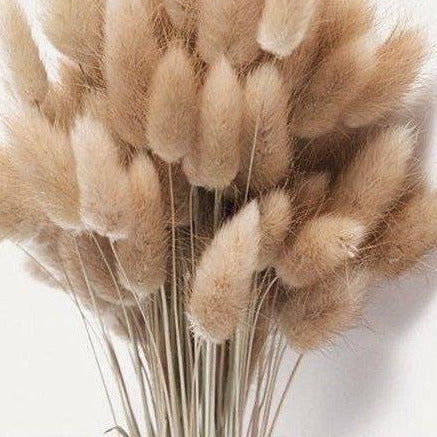 Imported bunny tails-set of 30 stems - https://artecasa.in/