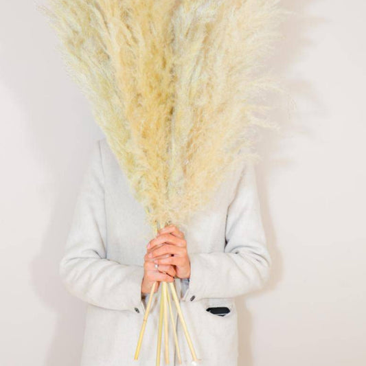 Imported Ivory pampas set of 5 stems ! - https://artecasa.in/