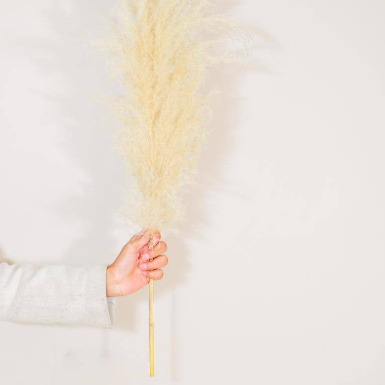 Imported Ivory pampas set of 5 stems ! - https://artecasa.in/