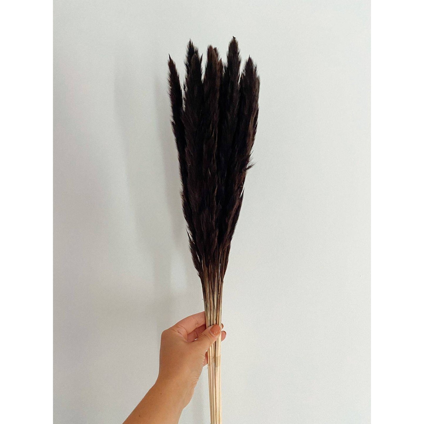 Mini white pampas-set of 10 sticks - https://artecasa.in/