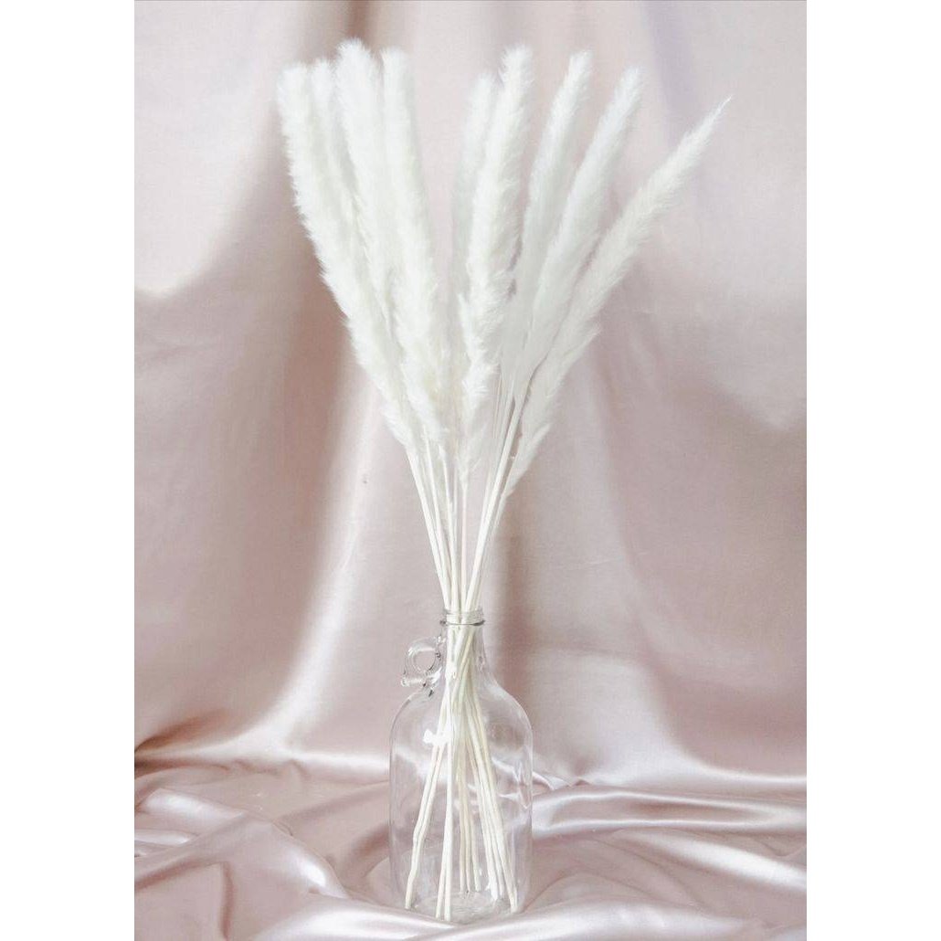 Mini white pampas-set of 10 sticks - https://artecasa.in/