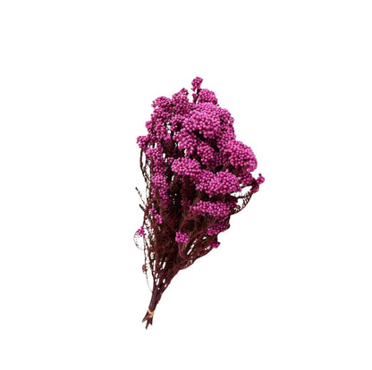 Pink Dried Rice Flower – Natural Forever Floral Décor | ArteCasa