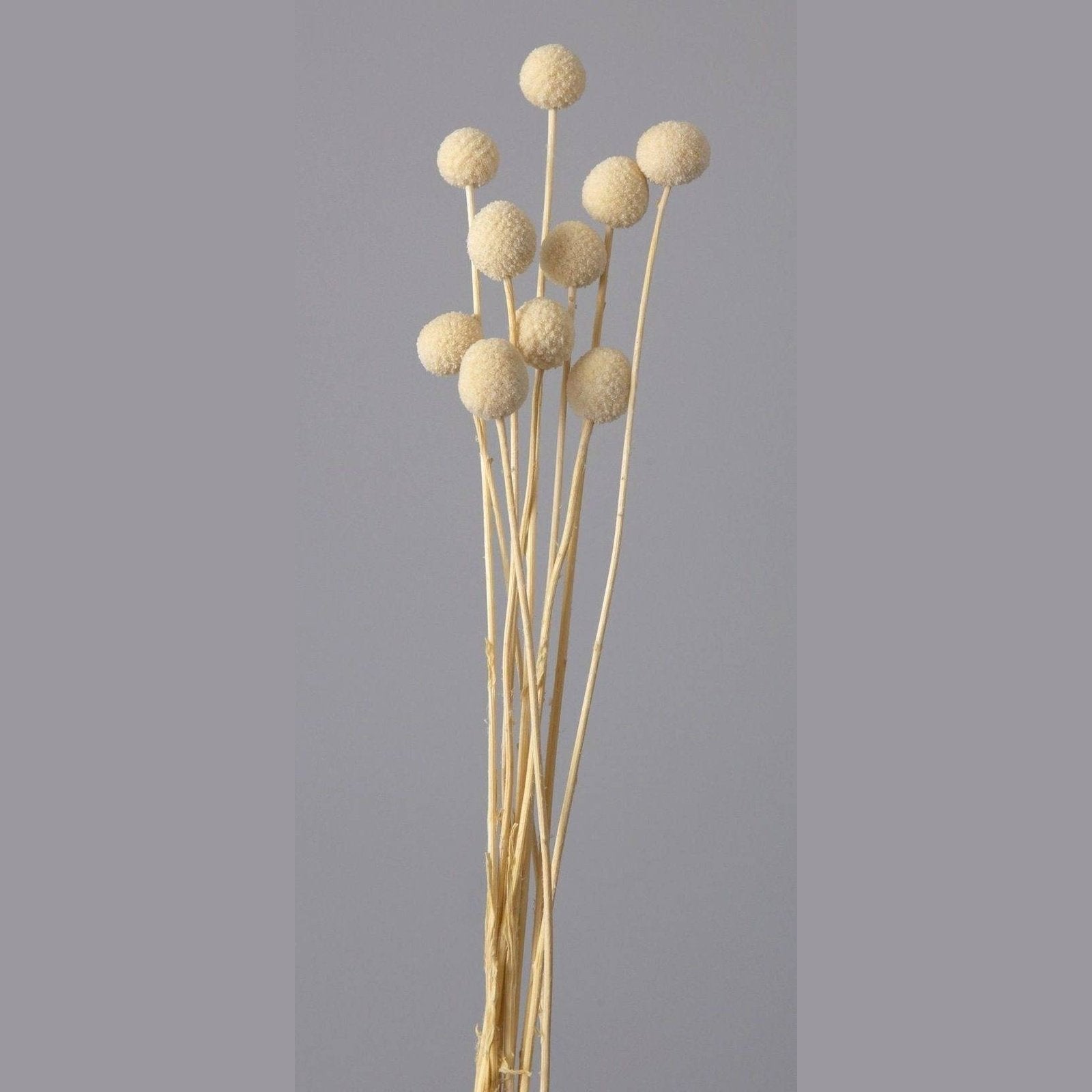 Billy ball-set of 10 - https://artecasa.in/