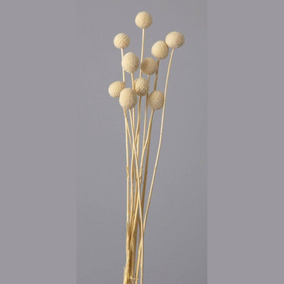 Billy ball-set of 10 - https://artecasa.in/