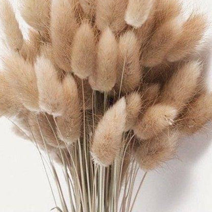 Brown Bunny Tail dried flower bunch for vase decor, bouquet arrangements and aesthetic home styling by ArteCasa.