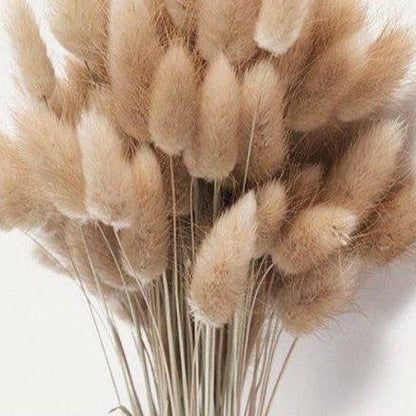 Brown Bunny Tail dried flower bunch for vase decor, bouquet arrangements and aesthetic home styling by ArteCasa