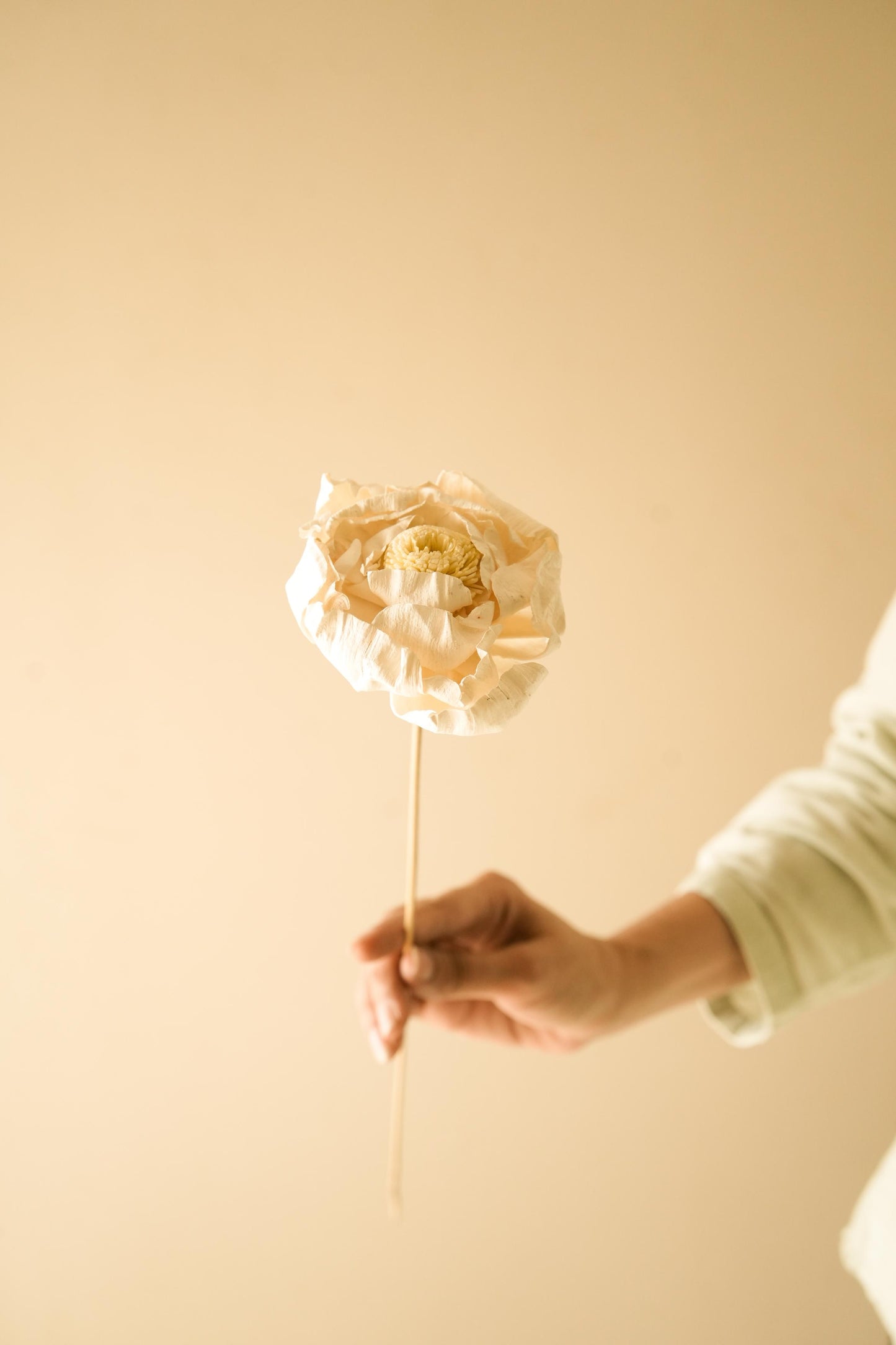 Cabbage Flower Dried Floral Arrangement for Interior Decor