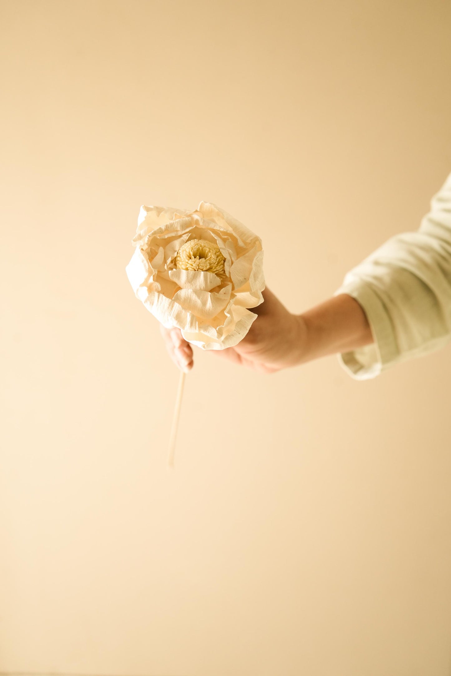 Cabbage Flower Dried Stems for Table and Shelf Decor