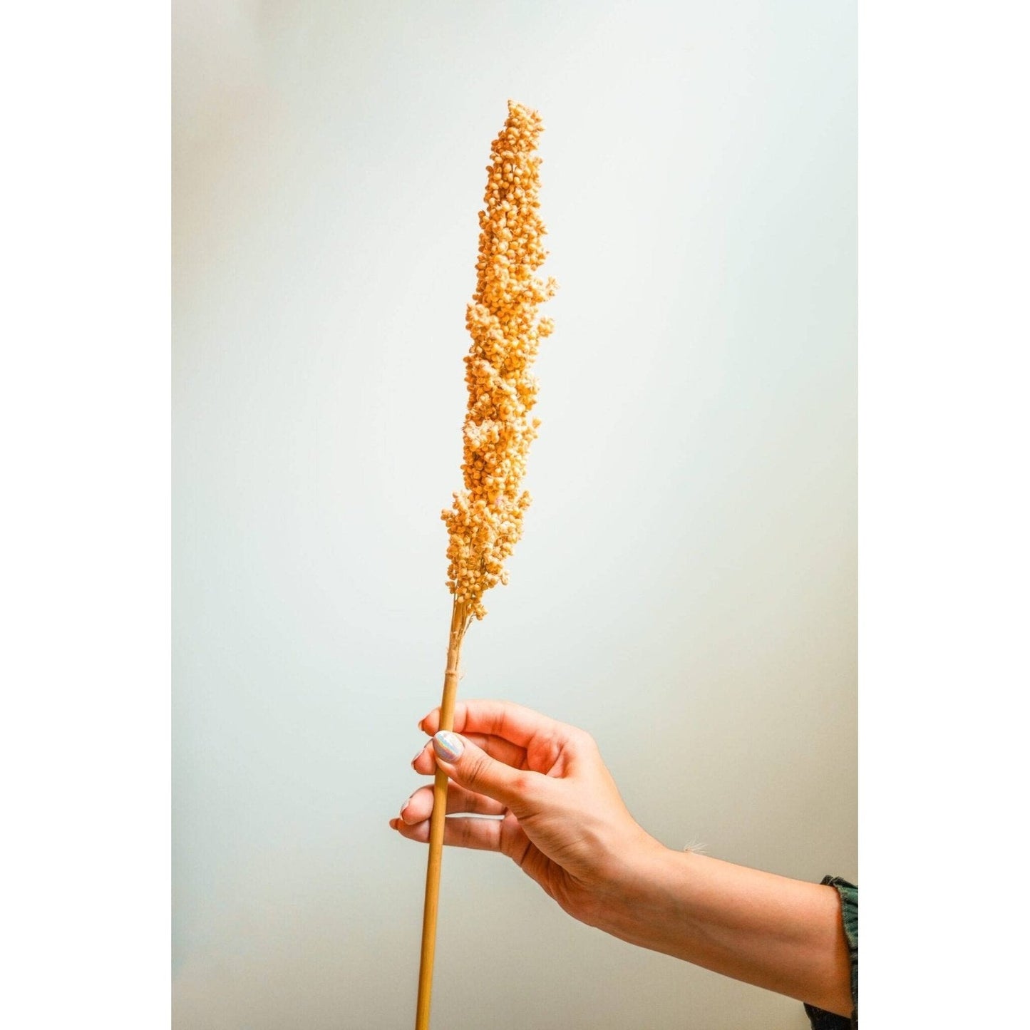 Corn Stick Natural Dried Floral Decor for Home Styling