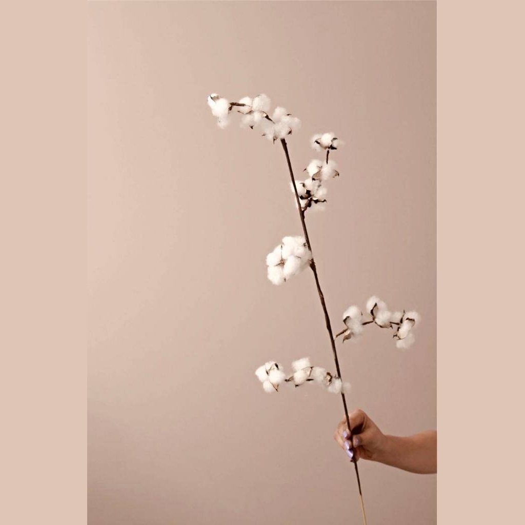 Cotton bloom stems - https://artecasa.in/