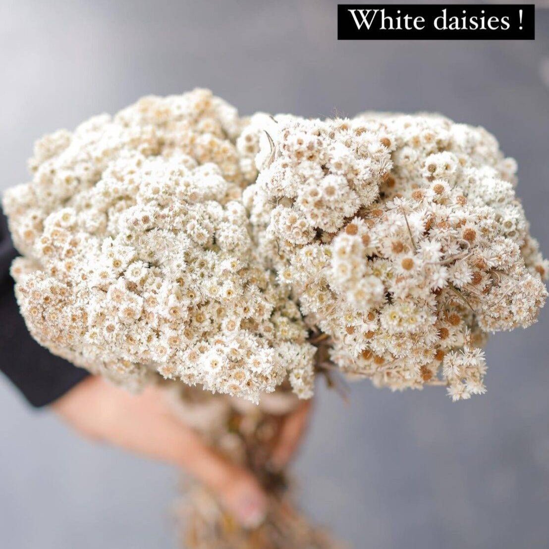 Daisies white-set of 30 stems - https://artecasa.in/