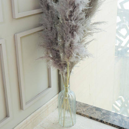 Imported Charcoal Pampas XL Set of 5 Stems for Home Decor