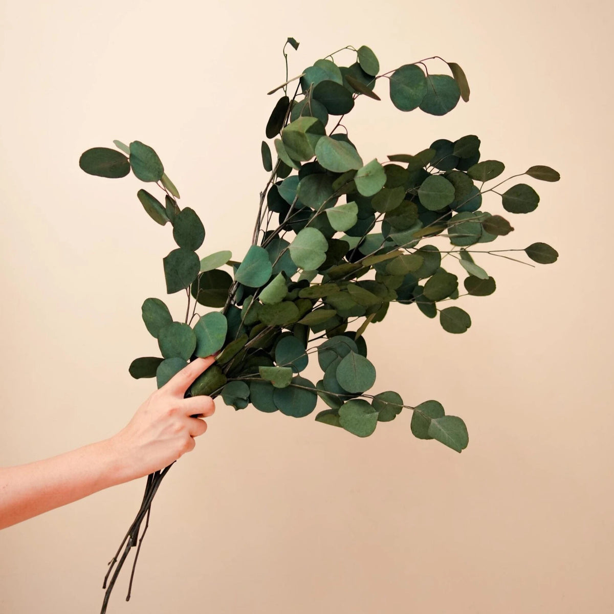 Natural Eucalyptus stems dried flowers for vase decor and home styling by ArteCasa