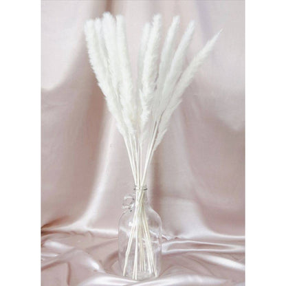 Close-up of Mini White Non-Shedding Pampas Grass