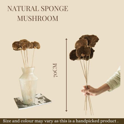 Natural Sponge Mushroom Dried Flower for Home Styling