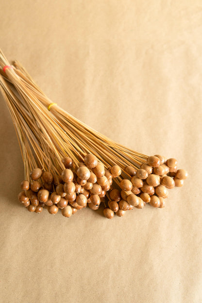 Natural Oak Tree Seeds Dried Flowers for Home Decor Styling