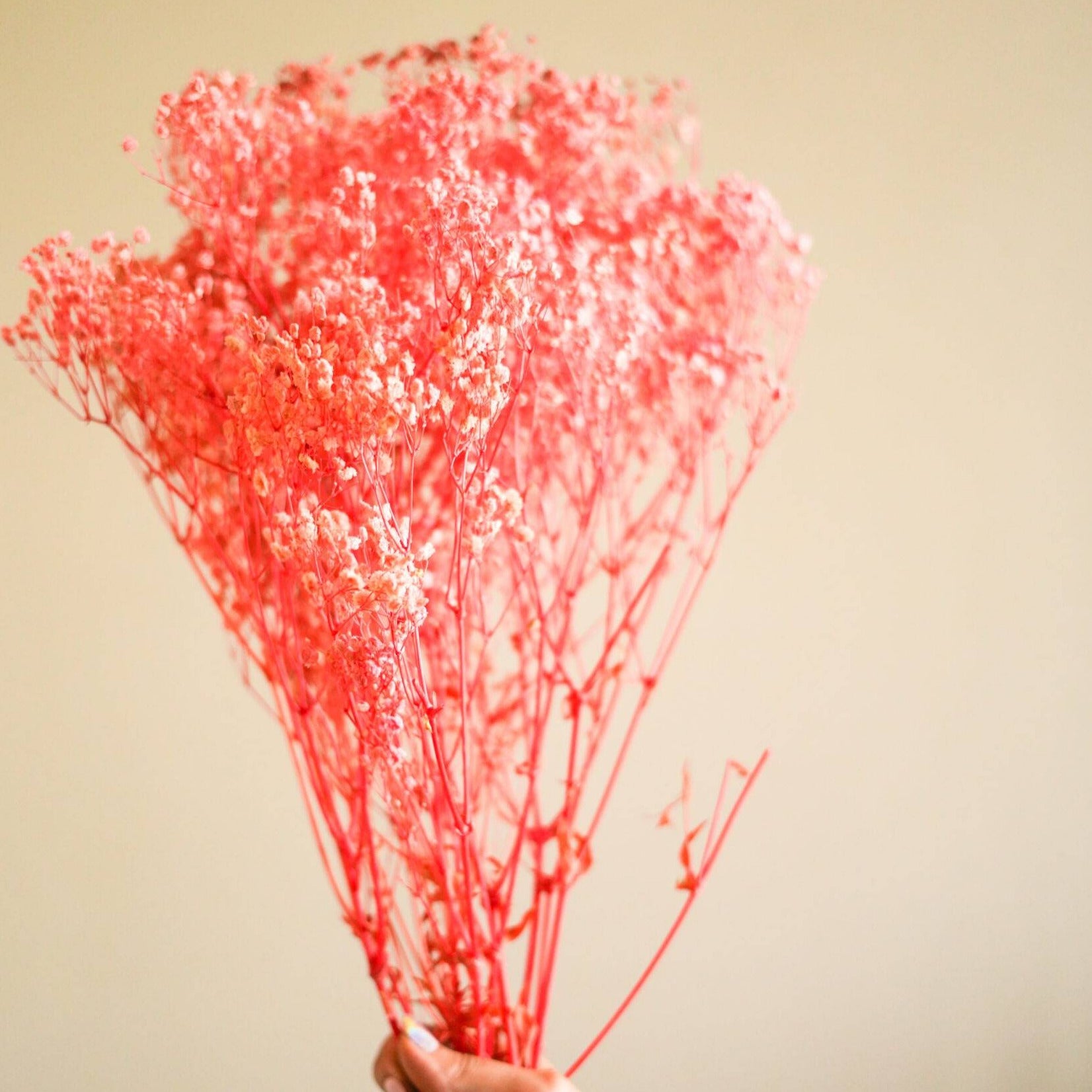 Natural Pastel Pink Baby Breath Dried Flowers Decorative Floral Arrangement for Interiors