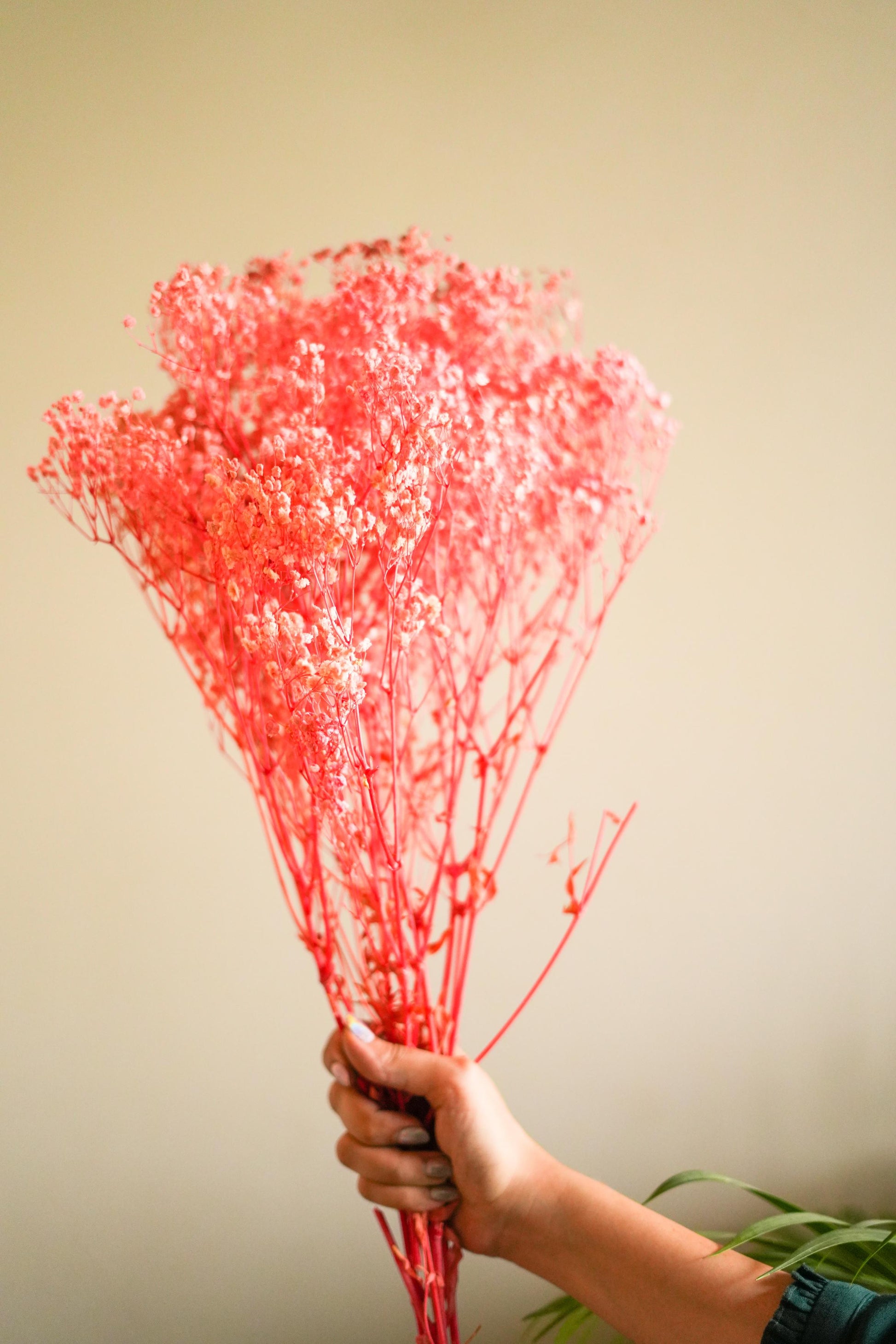 Pastel Pink Baby Breath Dried Flowers for Home Decor Styling