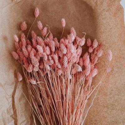 Pink Dried Flowers Phalaris Pack of 30 Stems for Vase Decor