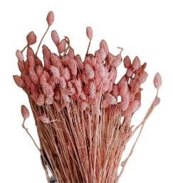 Pink Phalaris Dried Flowers Arrangement for Home Decor and Vase Styling