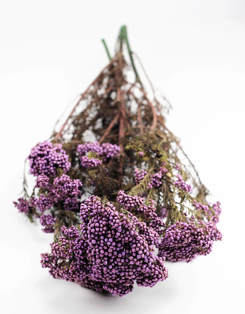 Purple Dried Rice Flower – Natural Forever Floral Décor | ArteCasa