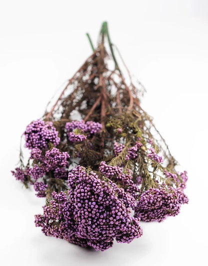 Purple Dried Rice Flower – Natural Forever Floral Décor | ArteCasa