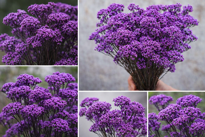 Purple Dried Rice Flower – Natural Forever Floral Décor | ArteCasa